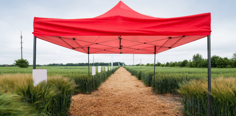 Tendas para agronegócio: soluções em estrutura para feiras, produção e armazenamento no campo